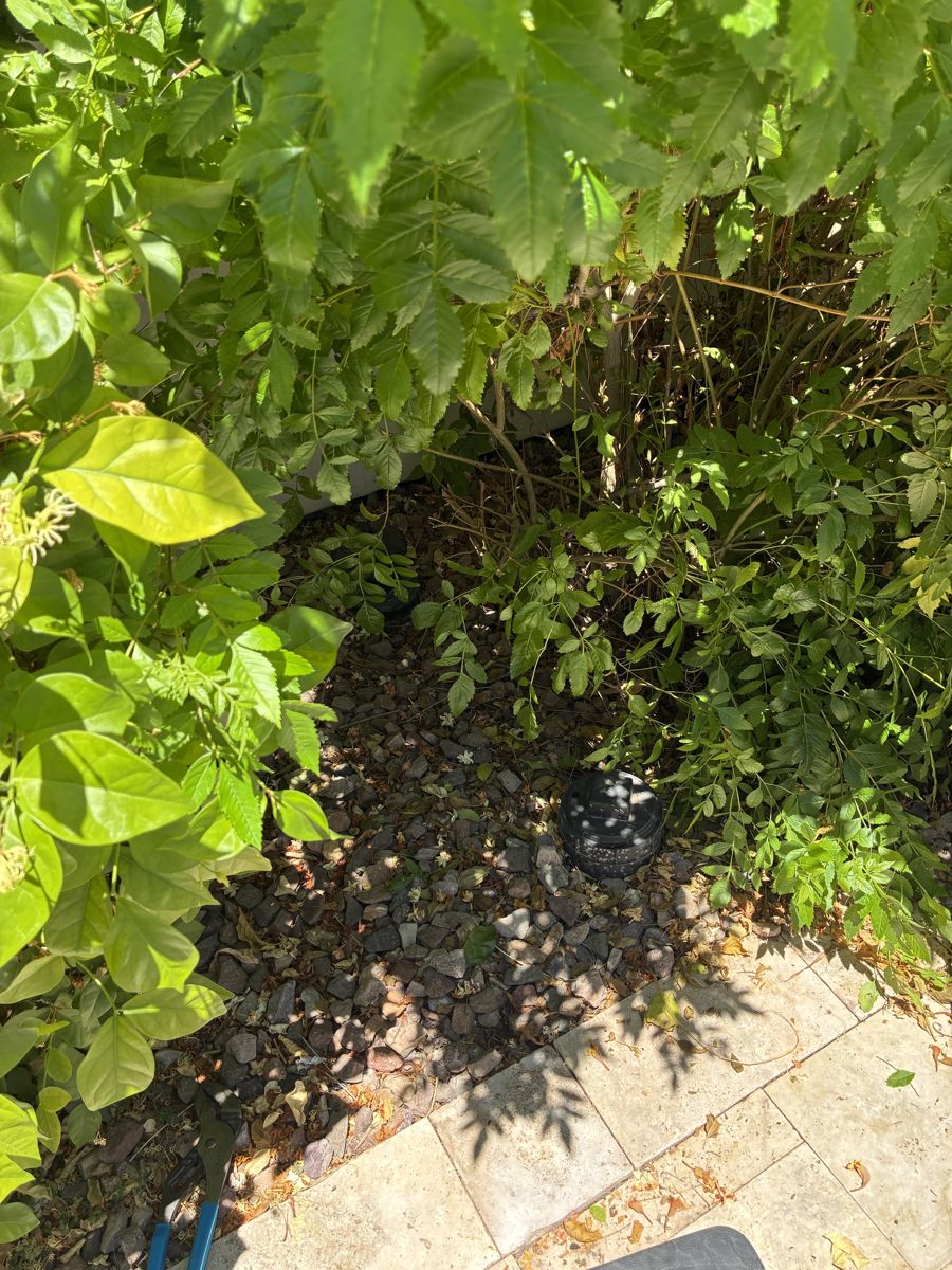 A sewer cleanout cap hidden in gravel under overgrown shrubs beside a patio