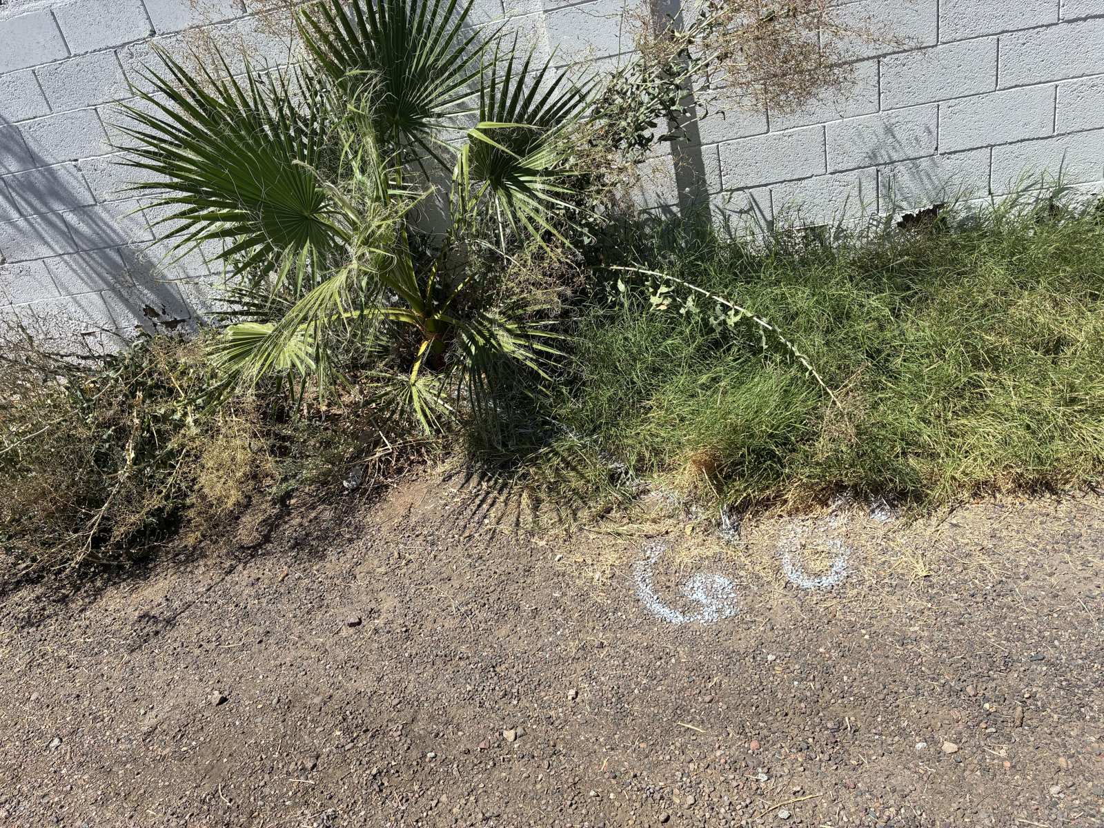 White locate paint marks on the ground beside a block wall showing where the sewer line runs